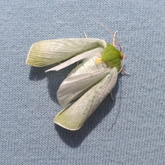 Bena bicolorana