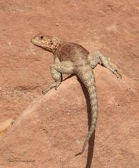 Agama bibronii