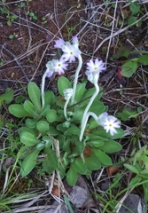 Primula incana