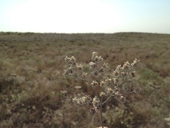 Eriogonum annuum
