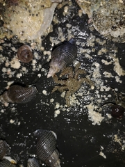 Hapalogaster