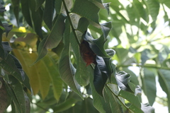 Myotis formosus flavus