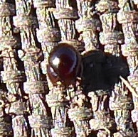 Oribatida