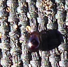 Oribatida