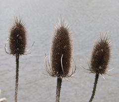 Dipsacus fullonum