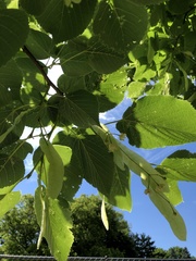 Tilia americana