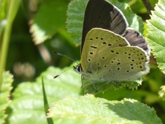 Lycaena tityrus subalpina