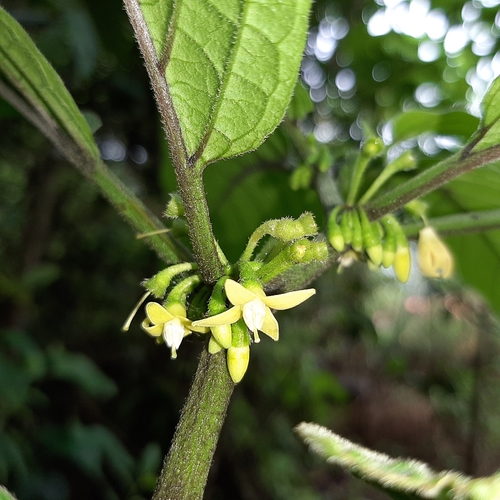 Witheringia solanacea image