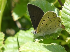 Lycaena tityrus subalpina