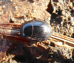 Histeridae