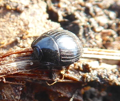 Histeridae