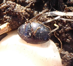 Histeridae