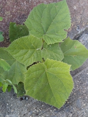 Paulownia tomentosa