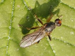 Norellisoma armipes