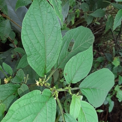 Witheringia solanacea