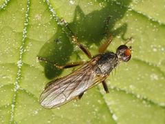 Norellisoma armipes