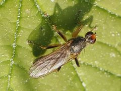 Norellisoma armipes