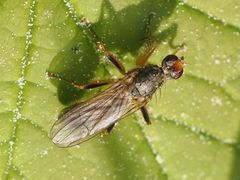 Norellisoma armipes