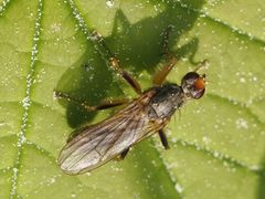 Norellisoma armipes