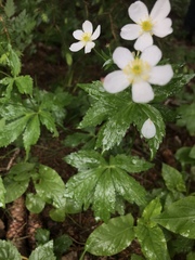Ranunculus aconitifolius