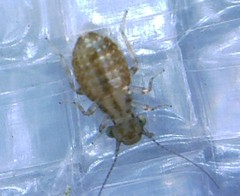 Cerobasis