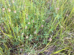 Trifolium ciliolatum