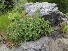 Hylotelephium telephioides