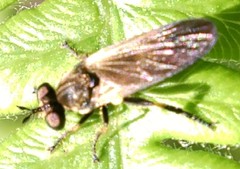 Eudioctria sackeni