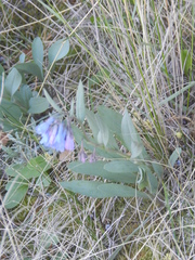 Mertensia oblongifolia