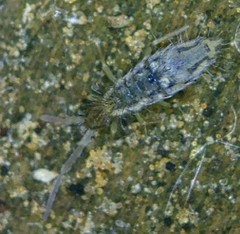 Entomobrya katzi