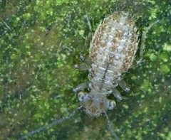 Cerobasis
