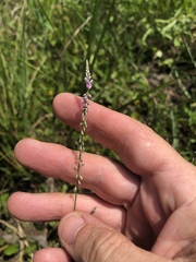 Polygala appendiculata