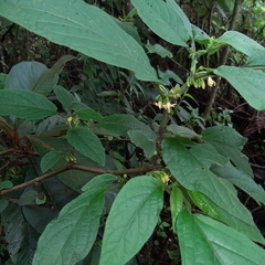 Witheringia solanacea