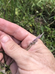 Polygala appendiculata