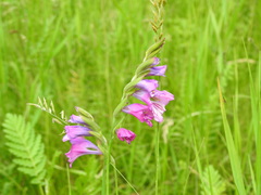 Gladiolus tenuis