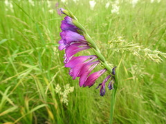 Gladiolus tenuis
