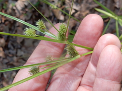 Cyperus echinatus