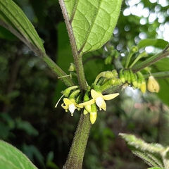 Witheringia solanacea