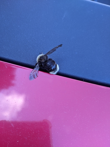 Ashton's Cuckoo Bumble Bee photographed in Alaska