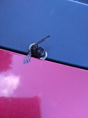 Bombus ashtoni