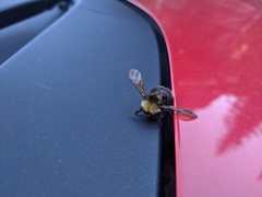 Bombus ashtoni