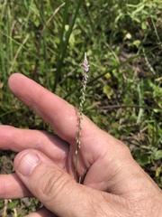 Polygala appendiculata