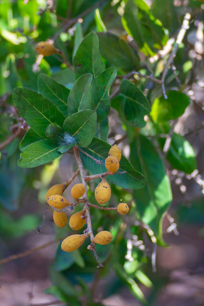 Hymenopus