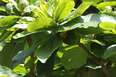 Myotis formosus flavus