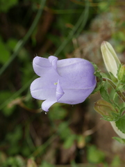 Campanula incurva