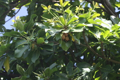 Myotis formosus flavus