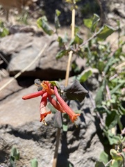 Lonicera arizonica