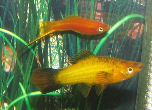 Green Swordtail