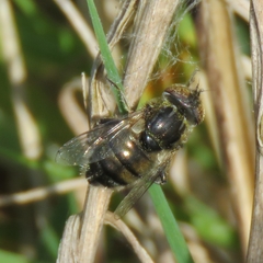 Eristalinus sepulchralis