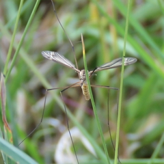 Tipula vernalis
